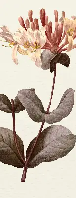 Estores de rolo blackout para porta de varanda Flor caindo