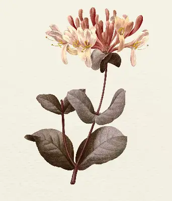 Estores de rolo blackout para porta de varanda Flor caindo