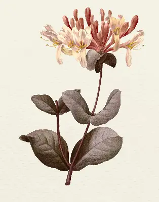 Estores de rolo blackout para porta de varanda Flor caindo
