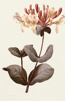 Estores de rolo blackout para porta de varanda Flor caindo