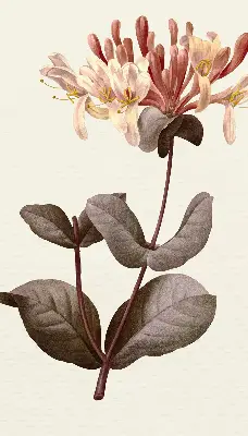 Estores de rolo blackout para porta de varanda Flor caindo