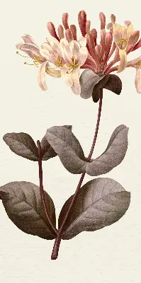 Estores de rolo blackout para porta de varanda Flor caindo