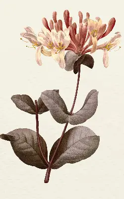 Estores de rolo blackout para porta de varanda Flor caindo