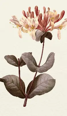 Estores de rolo blackout para porta de varanda Flor caindo