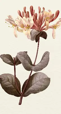 Estores de rolo blackout para porta de varanda Flor caindo