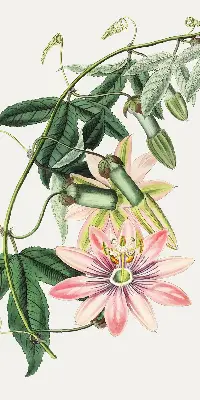 Estores de rolo blackout para janela Flor rosa