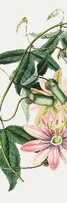Estores de rolo blackout para janela Flor rosa