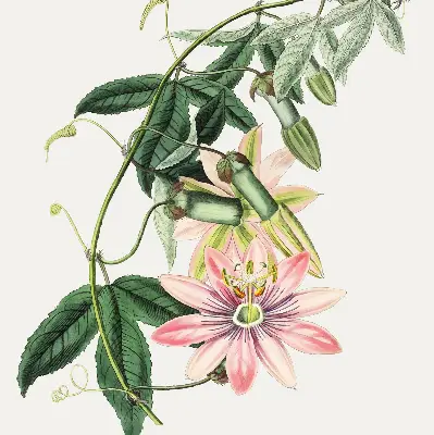 Estores de rolo blackout para janela Flor rosa