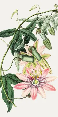 Estores de rolo blackout para janela Flor rosa