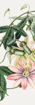 Estores de rolo blackout para janela Flor rosa