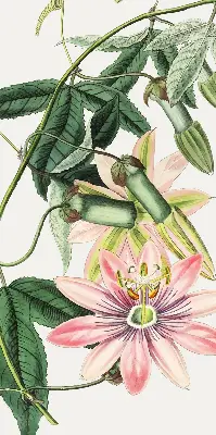 Estores de rolo blackout para janela Flor rosa
