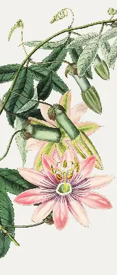 Estores de rolo blackout para janela Flor rosa