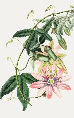 Estores de rolo blackout para janela Flor rosa