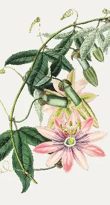Estores de rolo blackout para janela Flor rosa