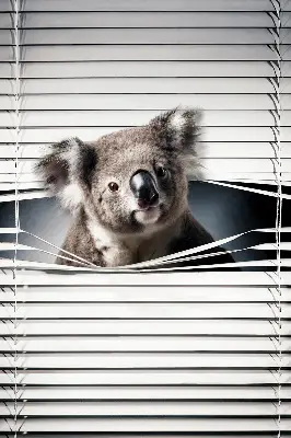Estores de rolo blackout para janela Coala