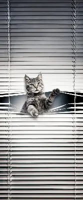 Estores de rolo interiores blackout Gato