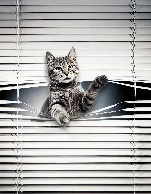 Estores de rolo interiores blackout Gato