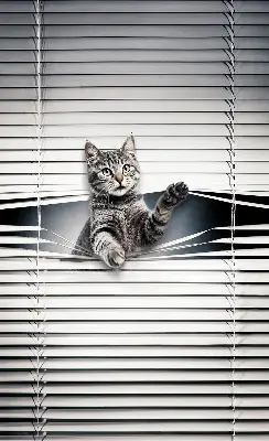 Estores de rolo interiores blackout Gato
