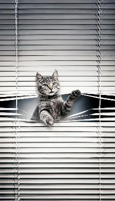Estores de rolo interiores blackout Gato