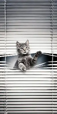 Estores de rolo interiores blackout Gato