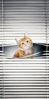 Estores de rolo blackout para porta de varanda Gato ruivo