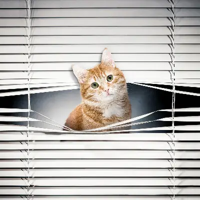 Estores de rolo blackout para porta de varanda Gato ruivo