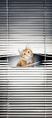 Estores de rolo blackout para porta de varanda Gato ruivo
