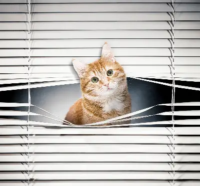 Estores de rolo blackout para porta de varanda Gato ruivo