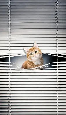 Estores de rolo blackout para porta de varanda Gato ruivo