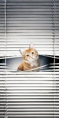 Estores de rolo blackout para porta de varanda Gato ruivo