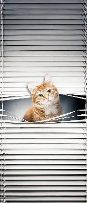 Estores de rolo blackout para porta de varanda Gato ruivo