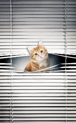 Estores de rolo blackout para porta de varanda Gato ruivo