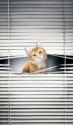 Estores de rolo blackout para porta de varanda Gato ruivo