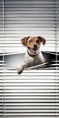 Estores de rolo em tecido blackout Cachorro