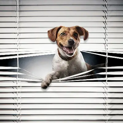 Estores de rolo em tecido blackout Cachorro