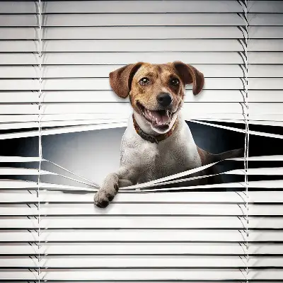 Estores de rolo em tecido blackout Cachorro