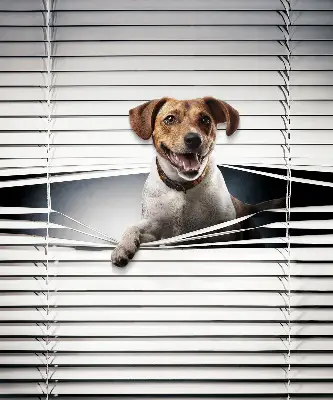 Estores de rolo em tecido blackout Cachorro