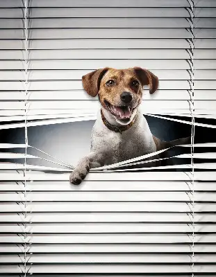 Estores de rolo em tecido blackout Cachorro