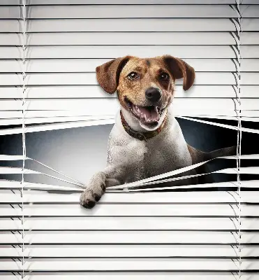 Estores de rolo em tecido blackout Cachorro