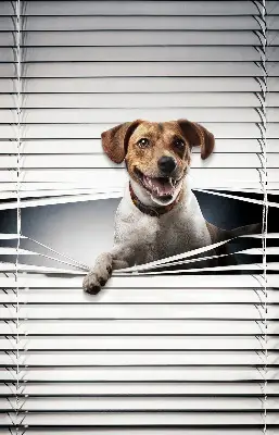 Estores de rolo em tecido blackout Cachorro