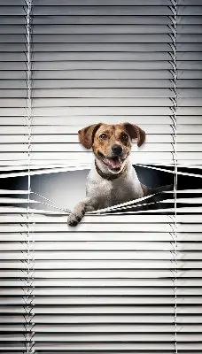 Estores de rolo em tecido blackout Cachorro