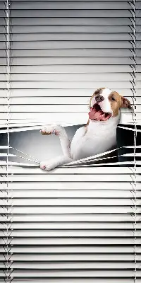 Estores de rolo blackout para janela Cachorro