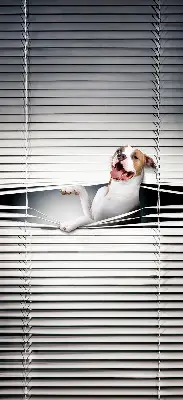 Estores de rolo blackout para janela Cachorro