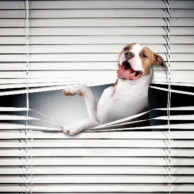 Estores de rolo blackout para janela Cachorro