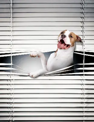 Estores de rolo blackout para janela Cachorro