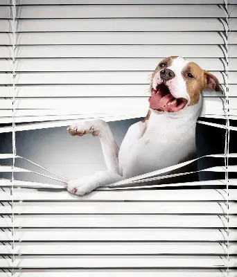 Estores de rolo blackout para janela Cachorro