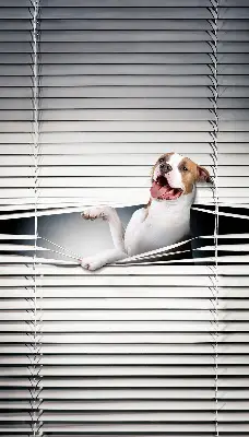 Estores de rolo blackout para janela Cachorro