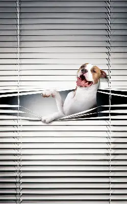 Estores de rolo blackout para janela Cachorro