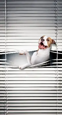 Estores de rolo blackout para janela Cachorro