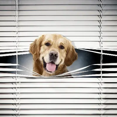 Estores de rolo interiores blackout Cão Dourado